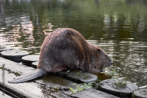 Big beaver in a river gnawing on a branch. Latvia, Riga