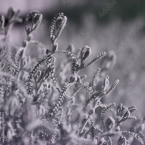 Flowers close up infrared 680 nm
