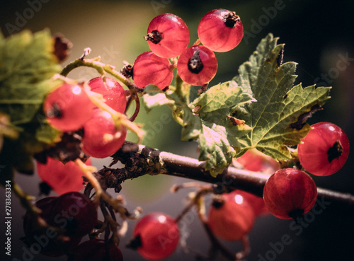 red currant on the bush, czerwona porzeczka na krzaku