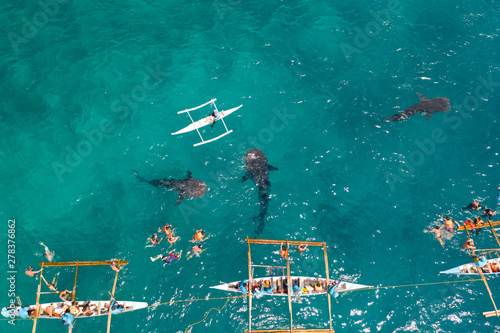 Tourists are watching whale sharks in the town of Oslob, Philippines, aerial view. Summer and travel vacation concept.