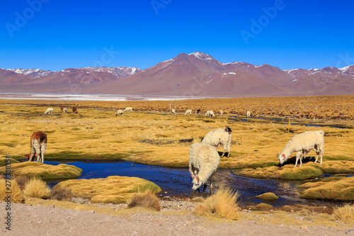 Lama stoi w pięknym południowoamerykańskim krajobrazie altiplano