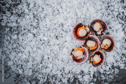 scallop seafood varieties on ice mussels