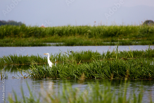 White bird in green plants on Lake Inle, Myanmar/Birma.