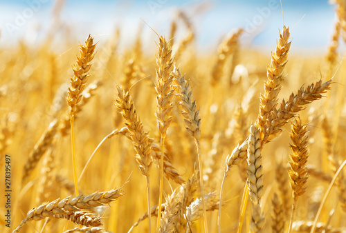 Close up of wheat ears. Field of wheat in a summer day