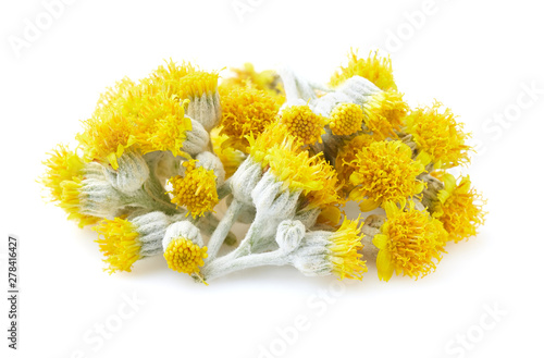 Twigs of helichrysum in closeup