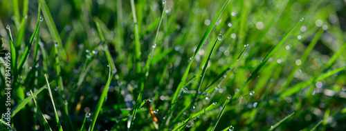 Banner size of morning dew sparkling on a green grass in sunlight