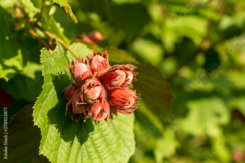 bunch of ripening hazelnuts on a tree among green foliage, background, copy space