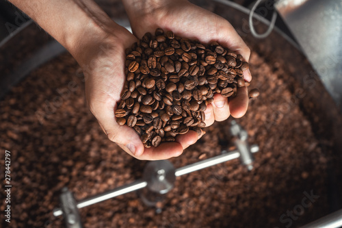 Grains of fresh coffee roasting in hands on the background of the roaster
