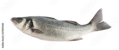 seabass fish isolated without shadow