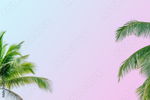 Tropical coconut palm leaves on pastel background for summer concept and Spring lifestyle design with copy space.