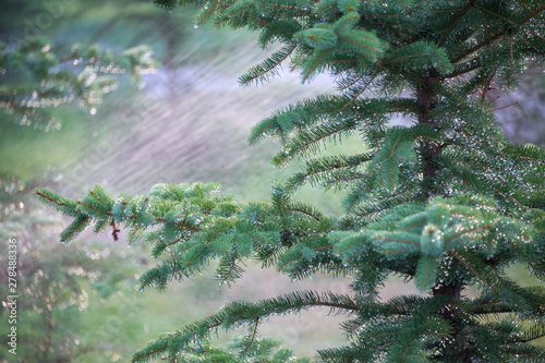 water splash on a tree, wet tree