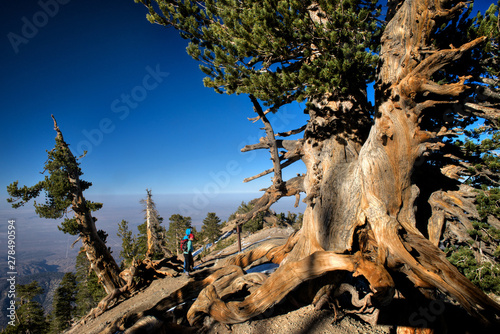 Hikers Near 1500 Year-Old Limber Pine Wally Waldron Tree