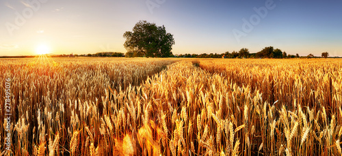 Wheat flied panorama with tree at sunset, rural countryside - Agriculture