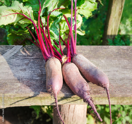 Young oblong red beetroots with leaves on the wooden plank