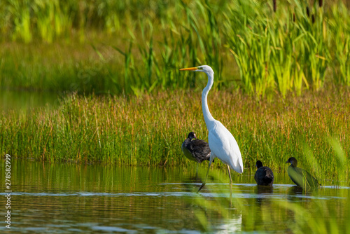 A white heron stands in the pond amid reeds.