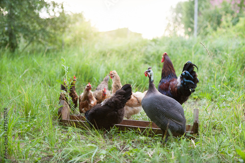 Feeding of free range poultry. Grey-mottled Guinea fowl, rooster and chicken eat feed from the trough in the grass