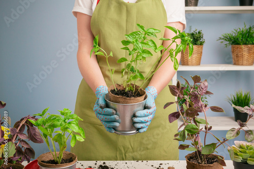 female gardener arranging plants at house using tools
