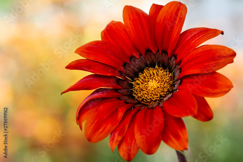 the full bloom red gazania