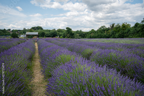 Lavender field in full bloom at Mayfields farm, UK