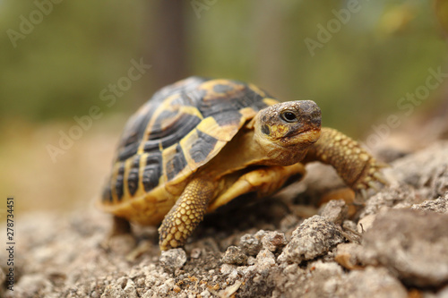 Tortue hermann de terre de la plaine des Maures