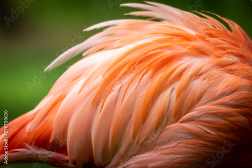Close up and Abstract of Caribbean Flamingo