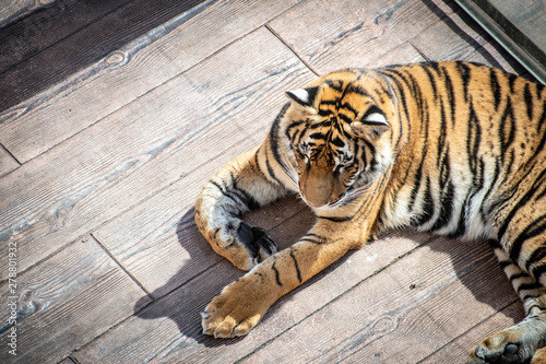 Tigre rayas zoo piel bonito agresivo dorado nepal