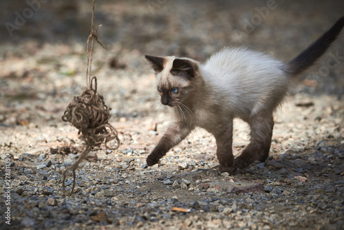 Siamese cat playing with a ball of thread