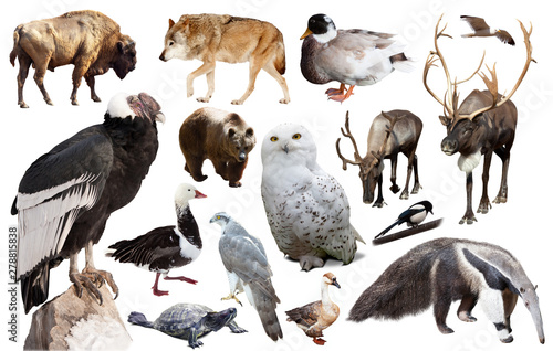 Set of fauna of North American animals.