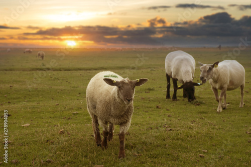 Sheeps livestock farming in the field during sunset in France.