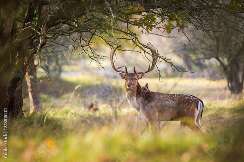 Fallow deer Dama Dama stag in Autumn