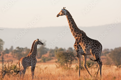 South African giraffe, cape giraffe, giraffa giraffa giraffa, Kruger national park