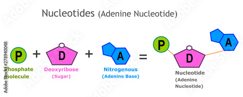Nucleotides. Adenine Nucleotide structure. A nucleotide is the basic structural unit and building block for DNA. Nucleotides: Nitrogenous base, pentose sugar ,phosphate group. model, anatomy. vector