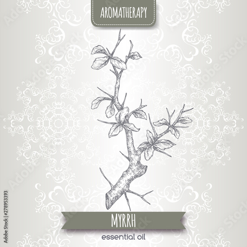 Commiphora myrrha aka common myrrh sketch on elegant lace background.