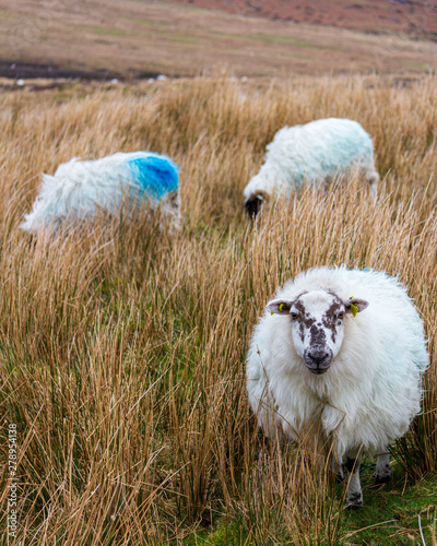 Sheep on the trail to Mahon Falls