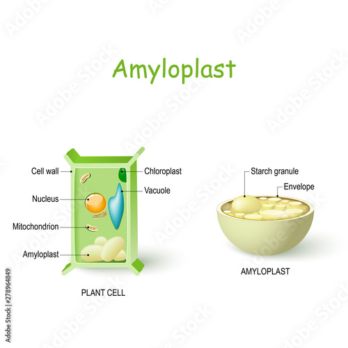 Plant cell anatomy and cross-section of Amyloplast