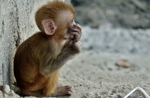 Bébé macaque au Népal qui attend sa mère