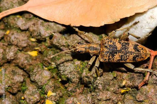 Käfer Großer Zamgenbock, Eichenzangenbock, Rhagium sycophanta