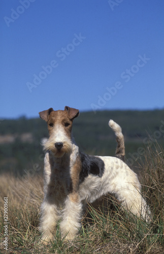 Fox Terrier