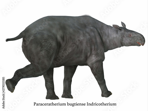 Paraceratherium Mammal Tail with Font - Paraceratherium was a herbivorous mammal that lived in Eurasia during the Eocene and Oligocene Periods.
