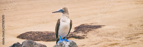 Blue-footed Booby - Iconic and famous galapagos animals and wildlife. Blue footed boobies are native to the Galapagos Islands, Ecuador, South America.