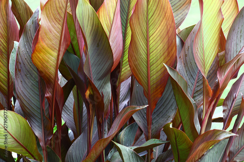 A considerable quantity of leaves of a canna create a picture with a variety of paints and lines.