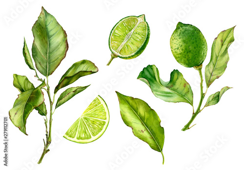 Realistic botanical watercolor illustration lime fruit tree branch leaves: whole and boat, commercial isolated clipart on white hand drawn citrus, fresh tropical food green color for label design