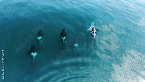 Wild Orcas killerwhales pod traveling in open water in the ocean