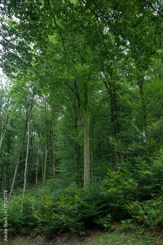 Forest Vosges France