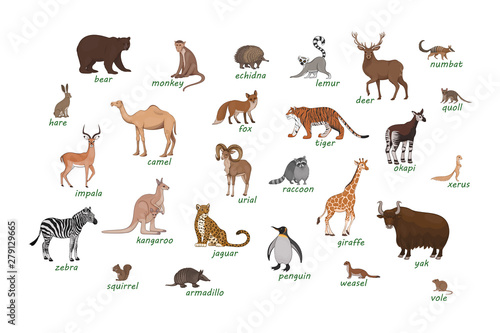Set of animals. Armadillo camel deer echidna impala numbat okapi quoll raccoon urial vole weasel xerus lemur zebra hare