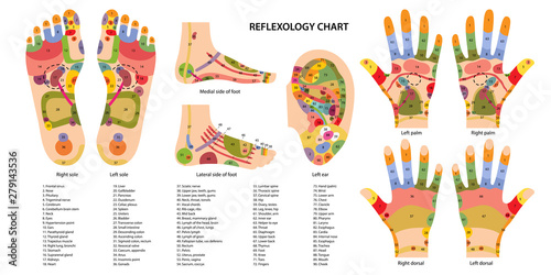 Reflex zones of the feet, ears and hands with description of internal and body parts. Superior, lateral and medial views of foot. Palms and dorsal side of wrists. Chinese medicine. Vector illustration