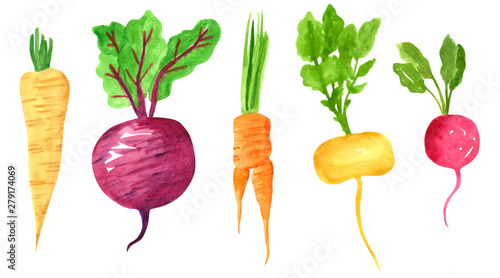 Set of different taproot vegetables, hand drawn watercolor illustration. Parsnip, beetroot, carrot, turnip, radish. Can be used for menu and recipe design.