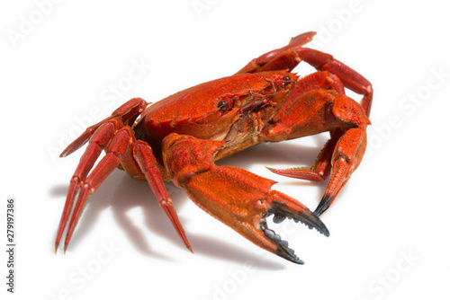 close-up of a Galician velvet crab on white background