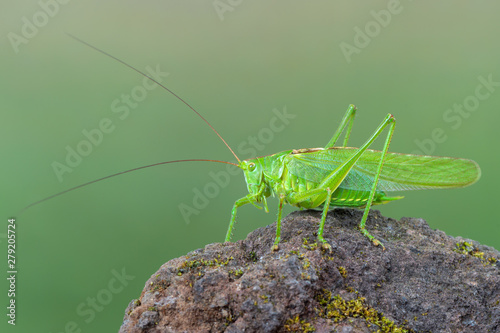 great green bush-cricket - Tettigonia viridissima