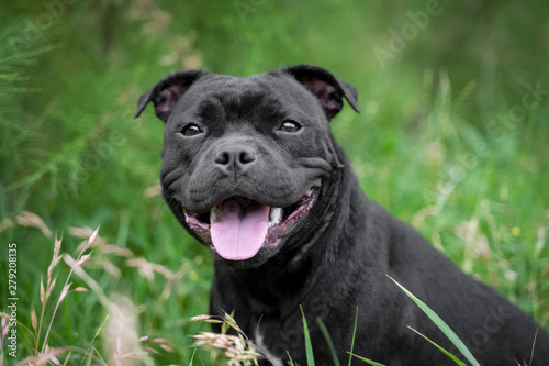 portrait of black staffordshire bull terrier on the background of green trees in the park
